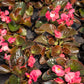 25 WAX MIXED BEGONIA Semperflorens Fibrous Mixed Colors Red Pink White Two Tone Shade Flower Seeds