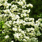 100 SEABERRY Sea Buckthorn Elaeagnus Hippophae Rhamnoides Orange Berry Fruit Shrub Yellow Flower Silver Foliage Seeds