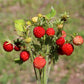 100 VESCA BARON STRAWBERRY Solemacher Berry Fragari Fruit Seeds