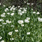 250 PERSIAN WHITE POPPY Papaver Somniferum Flower Seeds