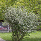 50 BLACK CHOKEBERRY Aronia Melanocarpa White Flower Fruit Shrub Seeds