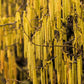5 AMERICAN HAZELNUT TREE aka Filbert Corylus Americana Fruit Nut Seeds