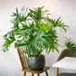 15 Lacy TREE PHILODENDRON Split Leaf Cut-leaf Selloum House Plant Seeds