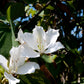 10 WHITE ORCHID TREE Bauhinia Alba syn Variegata Candida Hawaiian Mountain Ebony Camel's Foot Butterfly Flower Tree Hummingbird Seed