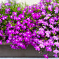 200 ROSAMOND LOBELIA Erinus Carmine Red & White Flower Seeds