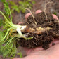 400 CARAWAY Carum Carvi HERB Flower Seeds