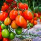 50 Organic AMISH PASTE TOMATO Red Heirloom Roma Type Lycopersicon Fruit Vegetable Seeds