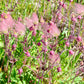 25 PRAIRIE SMOKE Geum Triflorum Purple Prairie Avens Pink Flower Seeds