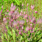 25 PRAIRIE SMOKE Geum Triflorum Purple Prairie Avens Pink Flower Seeds