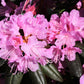 40 CAROLINA RHODODENDRON Carolinianum Dwarf Azalea Pink Purple Flower Shrub Seeds