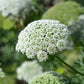 200 BISHOPS FLOWER Ammi Majus False Queen Annes Lace Seeds
