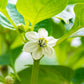 50 Hot WHITE HABANERO PEPPER Capsicum Chinense Vegetable Seeds