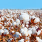 25 WHITE COTTON Gossypium Hirsutum Plant Seeds