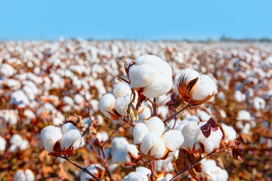 25 WHITE COTTON Gossypium Hirsutum Plant Seeds