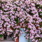 10 MIXED HYBRID CLEMATIS Hybrida Red Purple Pink Blue Bicolor Flower Vine Seeds