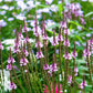 1000 Pink VERVAIN Verbena Hastata Rosea Flower Seeds