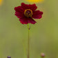 50 MAHOGANY MIDGET COREOPSIS Tinctoria Red Dwarf Flower Seeds