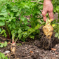 1000 PARSNIP Improved HOLLOW CROWN Pastinaca Sativa White Root Vegetable Seeds