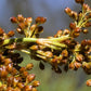 1000 SOFT RUSH (Common Rush) Juncus Effusus Ornamental Grass Seeds