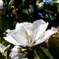 10 WHITE ORCHID TREE Bauhinia Alba syn Variegata Candida Hawaiian Mountain Ebony Camel's Foot Butterfly Flower Tree Hummingbird Seed