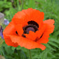 100 PRINCE of ORANGE POPPY Oriental Poppy Papaver Orientale Perennial Flower Seeds