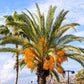 10 COCO PALM Jelly Palm Pindo Butia Capitata Edible Fruit Tree Houseplant Seeds