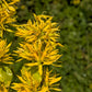30 GREAT YELLOW GENTIAN Gentiana Lutea Herb Flower Seeds
