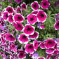 50 PICOTEE MIX PETUNIA Multiflora Mixed Colors Bicolor White Blue Purple Pink Red Flower Seeds