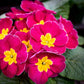 50 MIXED ENGLISH PRIMROSE Primula Vulgaris Acaulis Shade Houseplant Flower Seeds