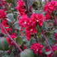 500 MIXED ELEGANT CLARKIA Mountain Garland Elegans Pink Purple Red Mix Flower Seeds