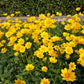 1000 YELLOW SAND COREOPSIS Lanceolata Lanceleaf Tickseed Flower Seeds