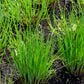 500 CHIVE Allium Schoenoprasum Vegetable Seeds