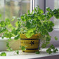 250 LEISURE CILANTRO / CORIANDER Coriandrum Sativum Herb Vegetable Seeds