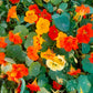 50 Mixed Colors DWARF JEWEL NASTURTIUM Tropaeolum Minus Flower Seeds
