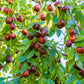 20 ASIAN DATE Jujube Ziziphus Spinosa Common Chinese Tsao Red Fruit Tree Seeds