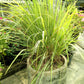 100 LEMONGRASS East Indian Lemon Grass Fragrant Ornamental Edible Cymbopogon Flexuosus Seeds