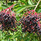 500 BULK American ELDERBERRY Fruit Bush Shrub Tree Sambucus Nigra Canadensis Seeds