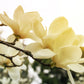 10 SOUTHERN MAGNOLIA TREE 12" White Flowers Native Grandiflora Bull Bay Seeds