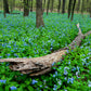 25 VIRGINIA BLUEBELLS True Blue & Pink Mertensia Virginica Flower Seeds