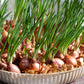500 SOUTHPORT White Globe BUNCHING ONION Allium Cepa Vegetable Seeds