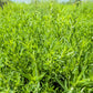 3000 SUMMER SAVORY Satureja Hortensis Herb Purple Flower Seeds