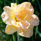 10 MIXED COLORS DAYLILY Hemerocallis Day Lily Fine Mix Red Purple Flower Seeds