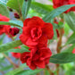 100 Mixed Dwarf TOM THUMB IMPATIENS Balsamina - Sun or Shade - Double Purple, Red, White, Pink, & Orange Flower Seeds