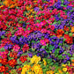 50 MIXED ENGLISH PRIMROSE Primula Vulgaris Acaulis Shade Houseplant Flower Seeds