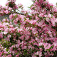 50 OLD FASHIONED WEIGELA Florida Bush Shrub Flower Seeds