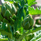 75 GREEN GLOBE ARTICHOKE Cynara Scolymus Vegetable Seeds
