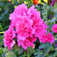 50 SUMMER CARNIVAL HOLLYHOCK Double Mixed Colors Red Pink White Yellow Peach Alcea Rosea Flower Seeds