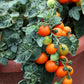500 BULK Dwarf Cherry TOMATO TINY TIM Solanum Lycoperscium Red Fruit Seeds