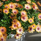 25 SALMON AFRICAN DAISY Dimorphotheca Sinuata Apricot Flower Seeds