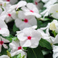100 BRIGHT EYES PERIWINKLE Vinca Rosea Dwarf White & Pink Flower Seeds